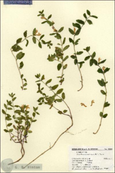 URN_catalog_HBHinton_herbarium_18999.jpg.jpg