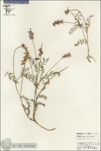 URN_catalog_HBHinton_herbarium_25407.jpg.jpg