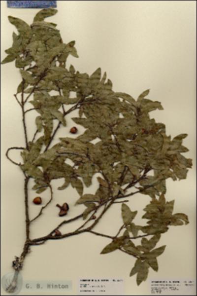 URN_catalog_HBHinton_herbarium_22844.jpg.jpg