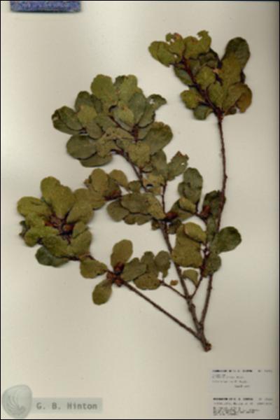 URN_catalog_HBHinton_herbarium_25922.jpg.jpg