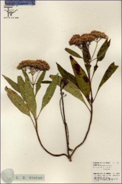 URN_catalog_HBHinton_herbarium_26259.jpg.jpg