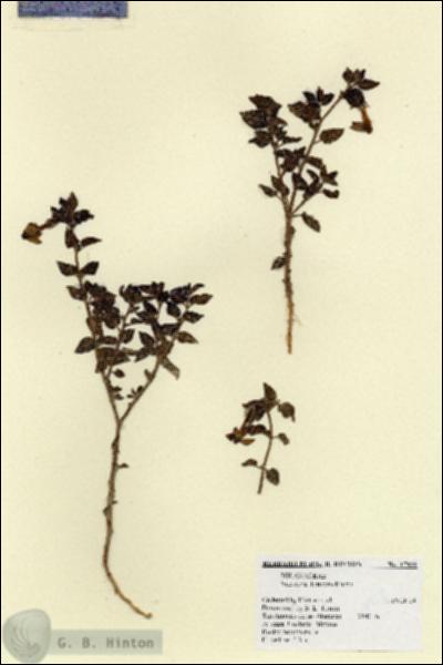 URN_catalog_HBHinton_herbarium_17928.jpg.jpg