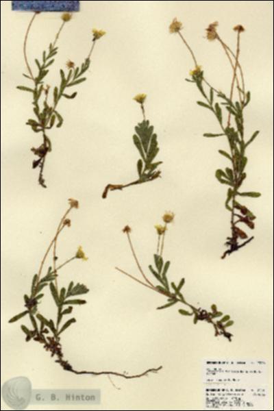 URN_catalog_HBHinton_herbarium_23286.jpg.jpg