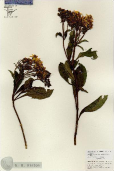URN_catalog_HBHinton_herbarium_26839.jpg.jpg