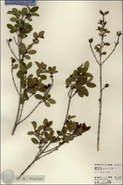 URN_catalog_HBHinton_herbarium_22808.jpg.jpg