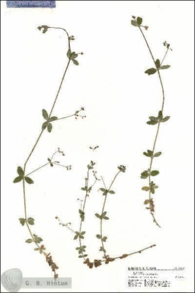 URN_catalog_HBHinton_herbarium_21029.jpg.jpg
