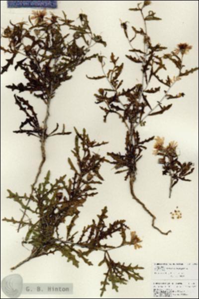 URN_catalog_HBHinton_herbarium_25958.jpg.jpg