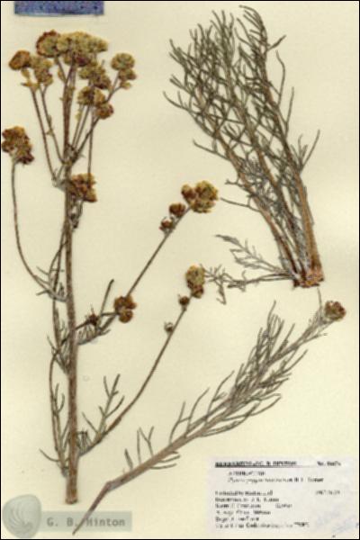 URN_catalog_HBHinton_herbarium_18876.jpg.jpg