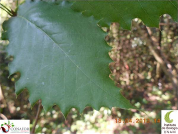 58873_EX_HJ1_20130418_999_002.jpg.jpg