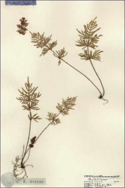 URN_catalog_HBHinton_herbarium_22146.jpg.jpg