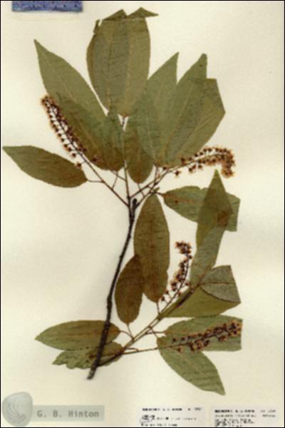 URN_catalog_HBHinton_herbarium_22741.jpg.jpg