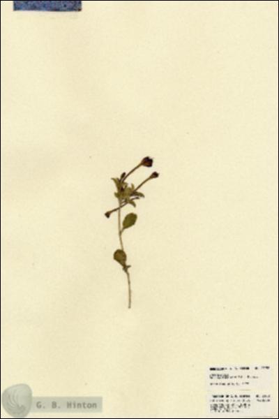 URN_catalog_HBHinton_herbarium_21958.jpg.jpg