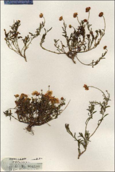 URN_catalog_HBHinton_herbarium_20604.jpg.jpg