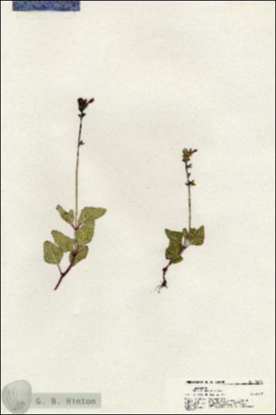 URN_catalog_HBHinton_herbarium_20424.jpg.jpg