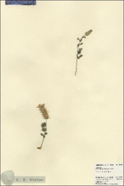 URN_catalog_HBHinton_herbarium_22872.jpg.jpg
