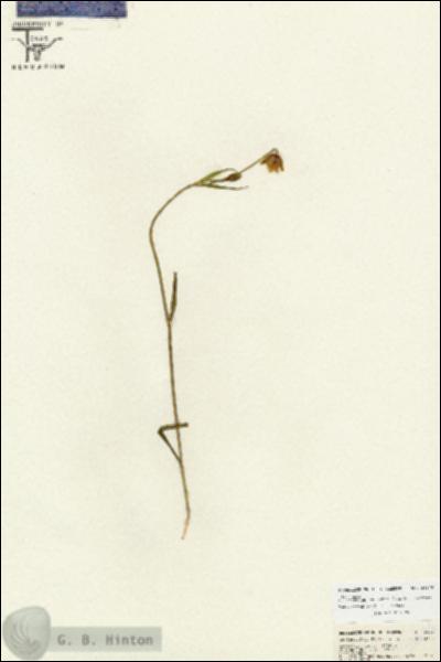 URN_catalog_HBHinton_herbarium_26676.jpg.jpg