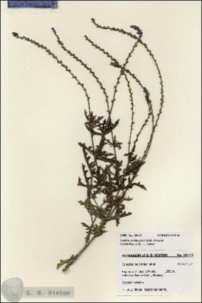URN_catalog_HBHinton_herbarium_28113.jpg.jpg
