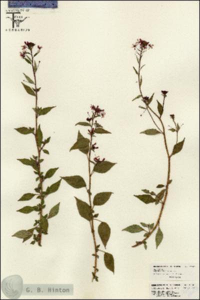 URN_catalog_HBHinton_herbarium_26005.jpg.jpg