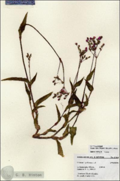 URN_catalog_HBHinton_herbarium_27214.jpg.jpg