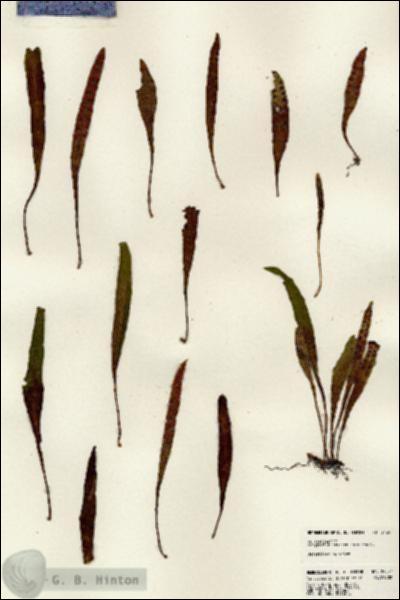 URN_catalog_HBHinton_herbarium_24557.jpg.jpg