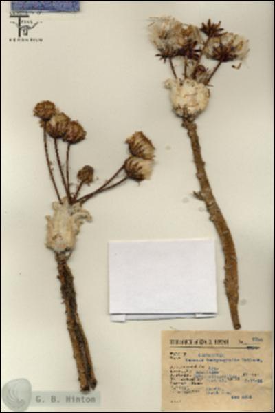 URN_catalog_HBHinton_herbarium_7790.jpg.jpg