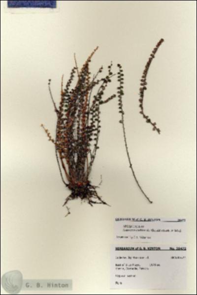 URN_catalog_HBHinton_herbarium_28472.jpg.jpg