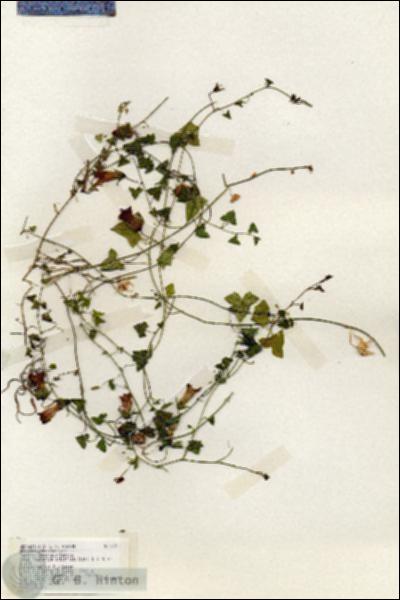 URN_catalog_HBHinton_herbarium_19211.jpg.jpg