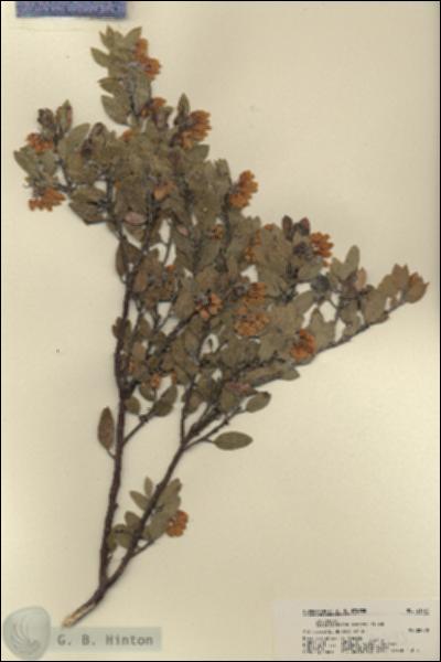 URN_catalog_HBHinton_herbarium_21793.jpg.jpg