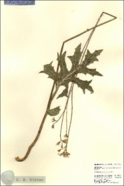 URN_catalog_HBHinton_herbarium_23445.jpg.jpg