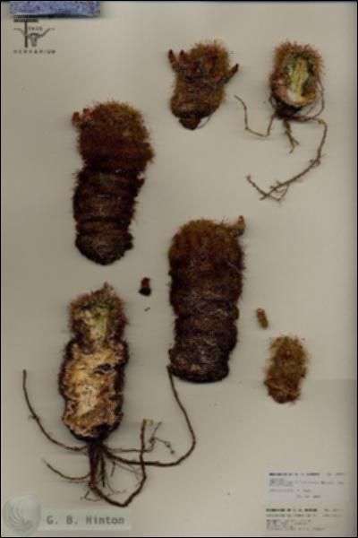 URN_catalog_HBHinton_herbarium_25770.jpg.jpg