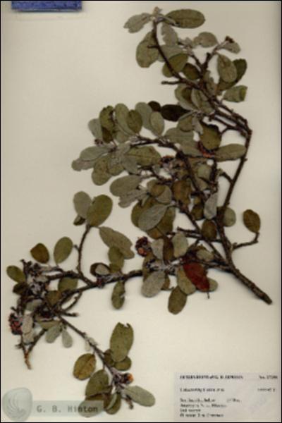 URN_catalog_HBHinton_herbarium_27388.jpg.jpg
