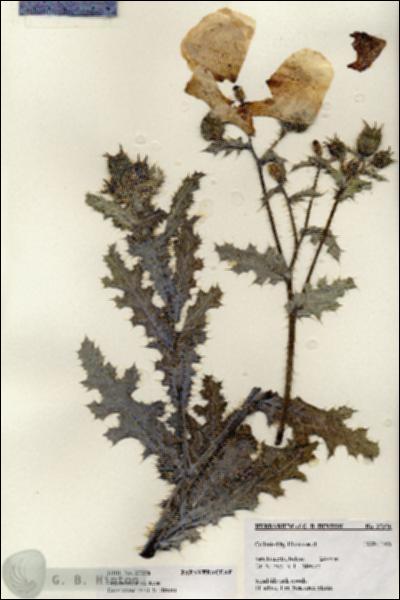URN_catalog_HBHinton_herbarium_27256.jpg.jpg