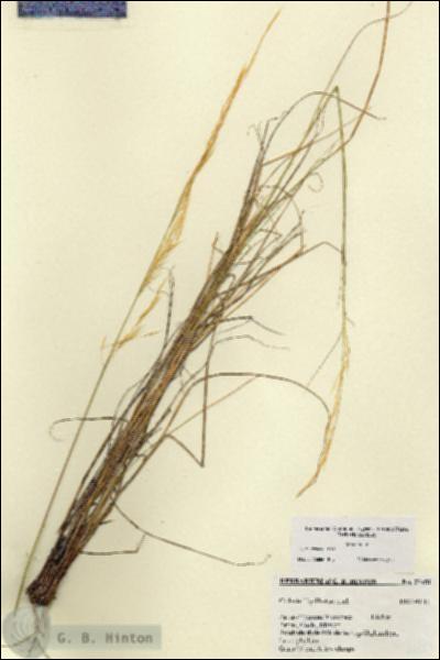 URN_catalog_HBHinton_herbarium_27451.jpg.jpg