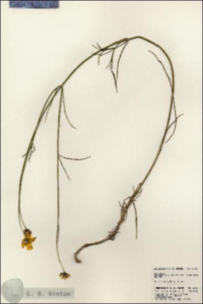 URN_catalog_HBHinton_herbarium_23130.jpg.jpg