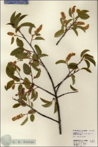 URN_catalog_HBHinton_herbarium_22755.jpg.jpg