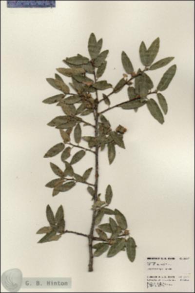 URN_catalog_HBHinton_herbarium_24377.jpg.jpg