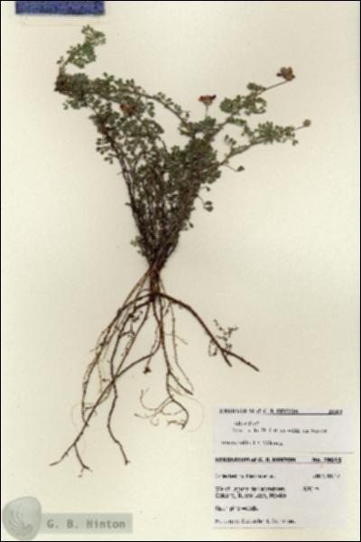 URN_catalog_HBHinton_herbarium_28015.jpg.jpg