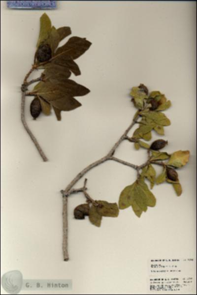 URN_catalog_HBHinton_herbarium_24768.jpg.jpg