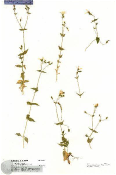 URN_catalog_HBHinton_herbarium_18869.jpg.jpg