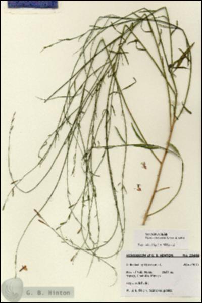URN_catalog_HBHinton_herbarium_28488.jpg.jpg