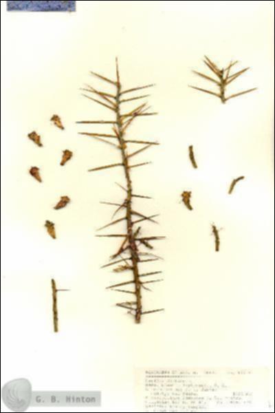 URN_catalog_HBHinton_herbarium_17718.jpg.jpg