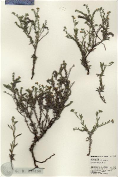 URN_catalog_HBHinton_herbarium_24478.jpg.jpg