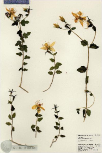 URN_catalog_HBHinton_herbarium_23738.jpg.jpg