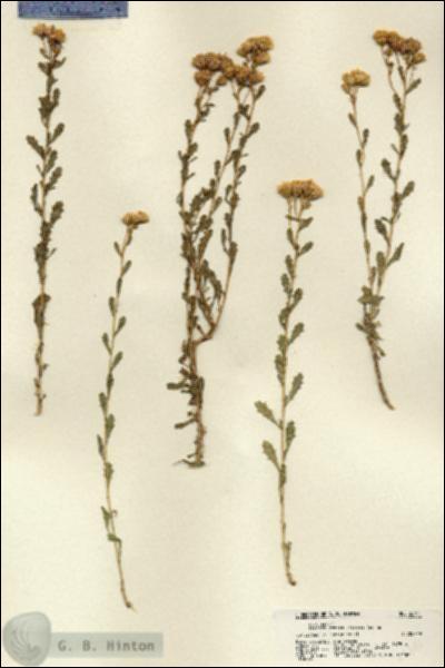 URN_catalog_HBHinton_herbarium_22341.jpg.jpg