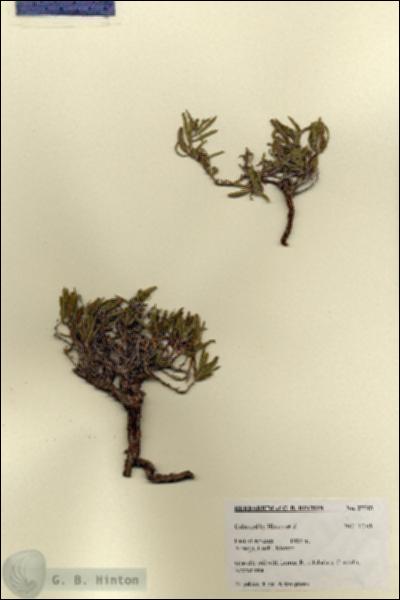 URN_catalog_HBHinton_herbarium_27713.jpg.jpg
