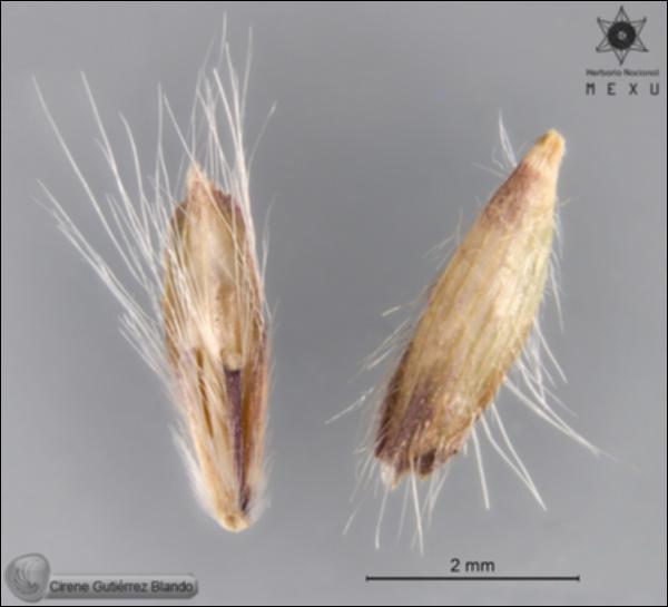 Dichanthium-annulatum-FS9547.jpg.jpg
