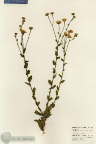 URN_catalog_HBHinton_herbarium_24636.jpg.jpg