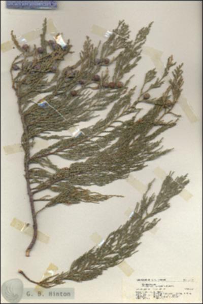 URN_catalog_HBHinton_herbarium_20197.jpg.jpg