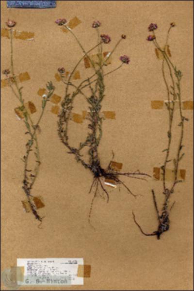 URN_catalog_HBHinton_herbarium_18926.jpg.jpg