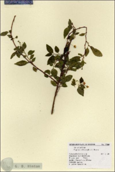 URN_catalog_HBHinton_herbarium_17588.jpg.jpg
